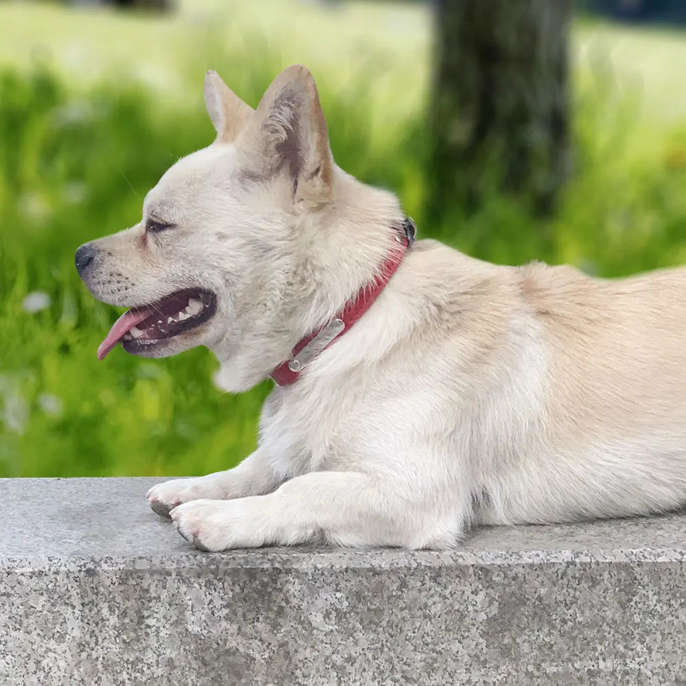 Personalized Leather Dog Cat Collar