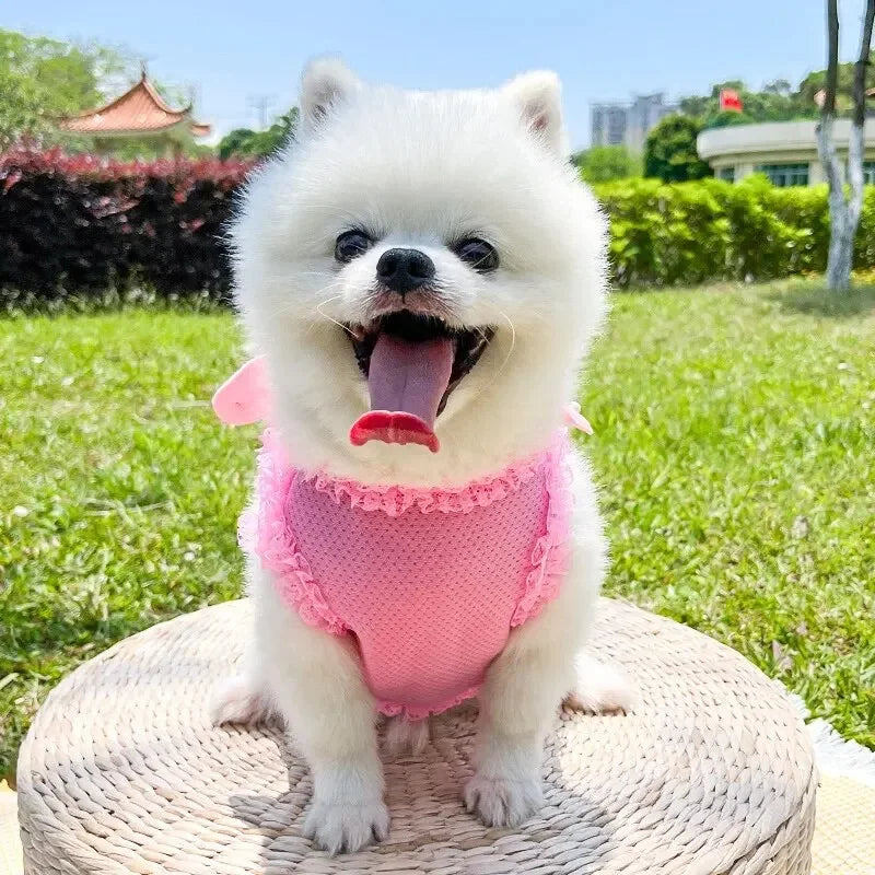 AngelWings Whimsical No-Pull Harness & Leash Set – Soft Breathable Walking Belt for Toy and Small Breeds