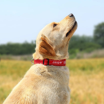 GuardGlow Personalized Embroidered Reflective Dog Collar – Premium Padded Night Safety for All Breeds
