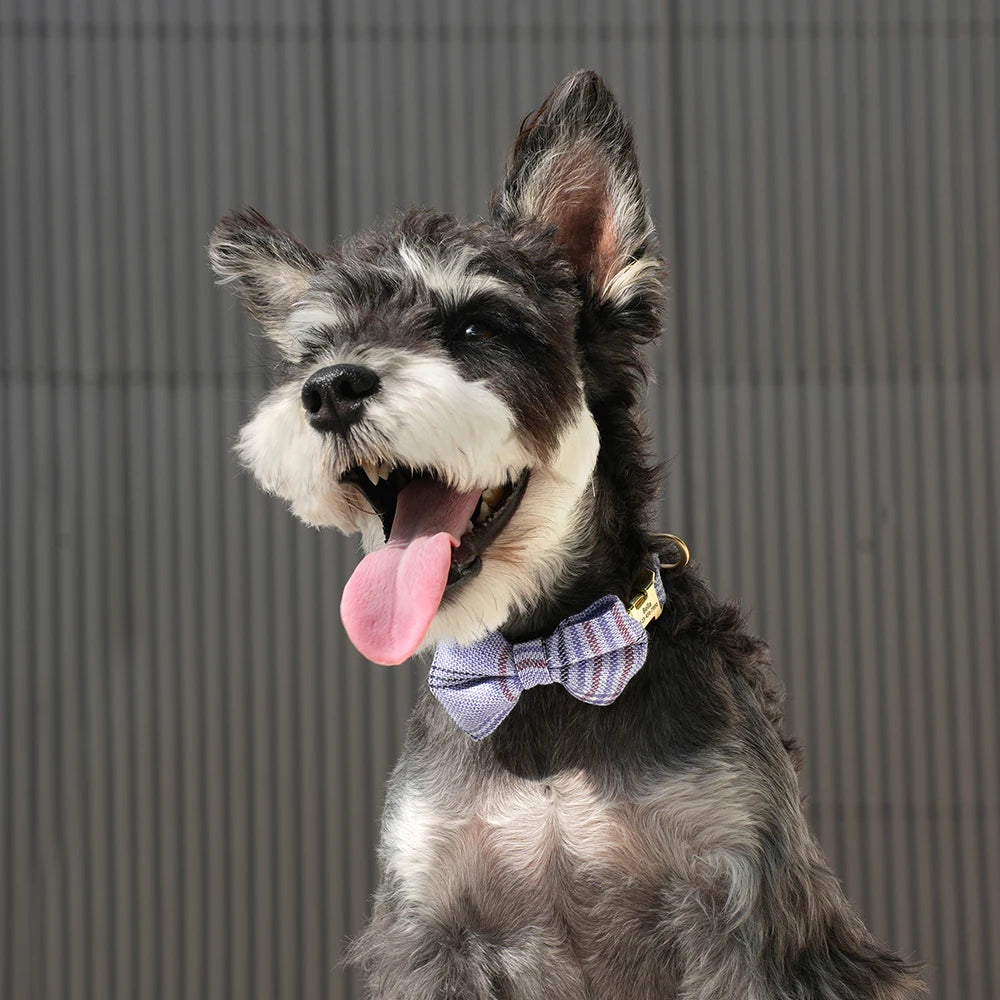 BowtieCharm Personalized Dog & Cat Collar – Custom Engraved Nameplate for Small and Toy Breeds